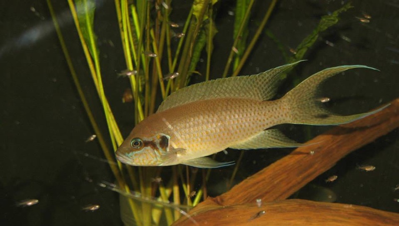 Neolamprologus brichardi 'Fulwe Rocks'